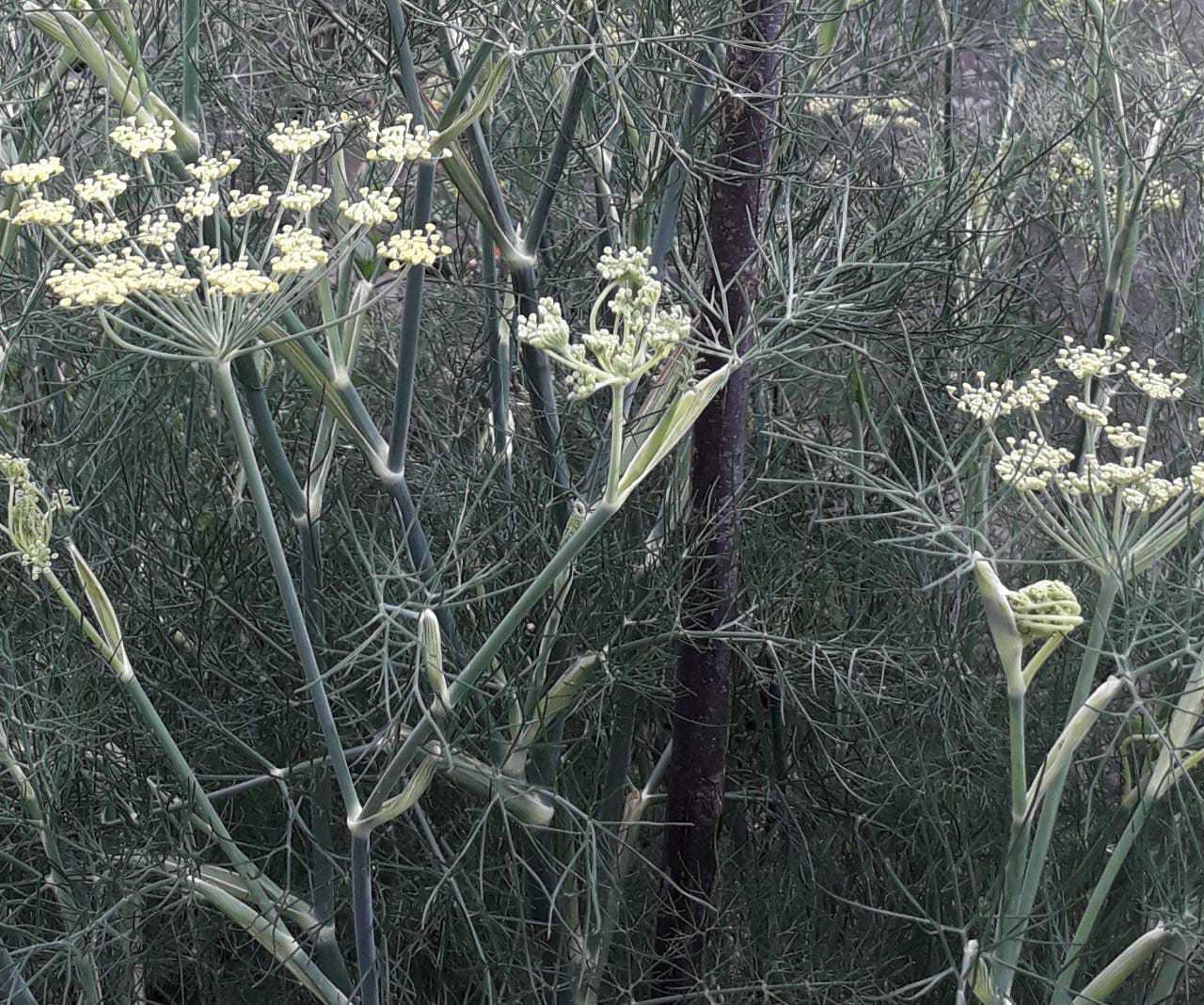 Foeniculum vulgare image