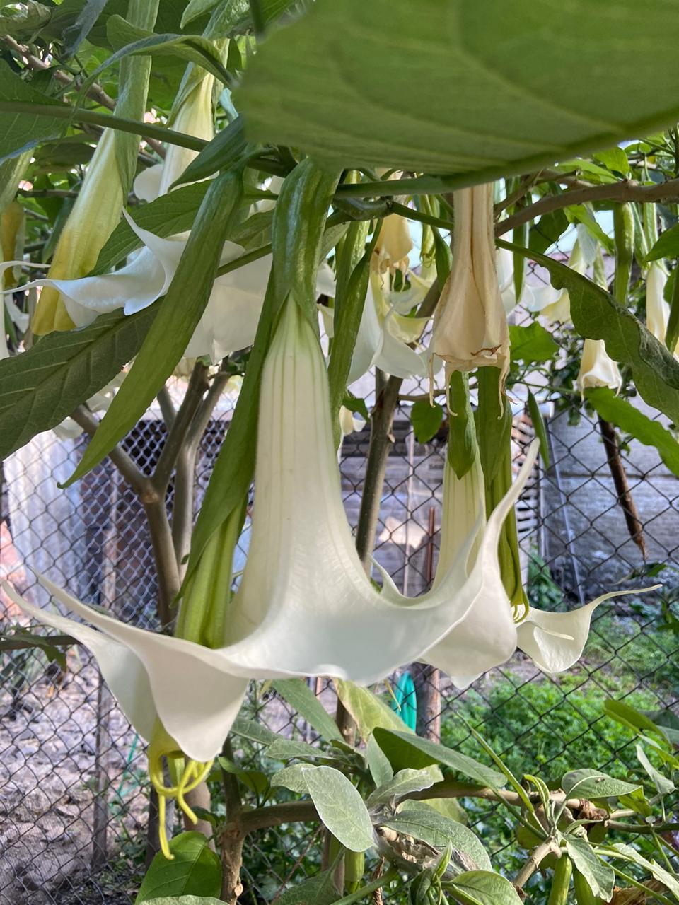 Brugmansia arborea image