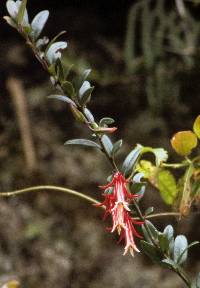 Ceratostema oellgaardii image