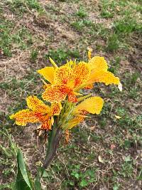 Canna generalis image