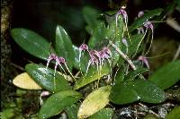 Masdevallia picta image