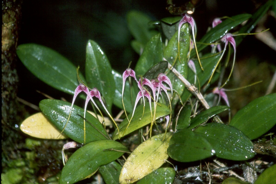 Masdevallia image