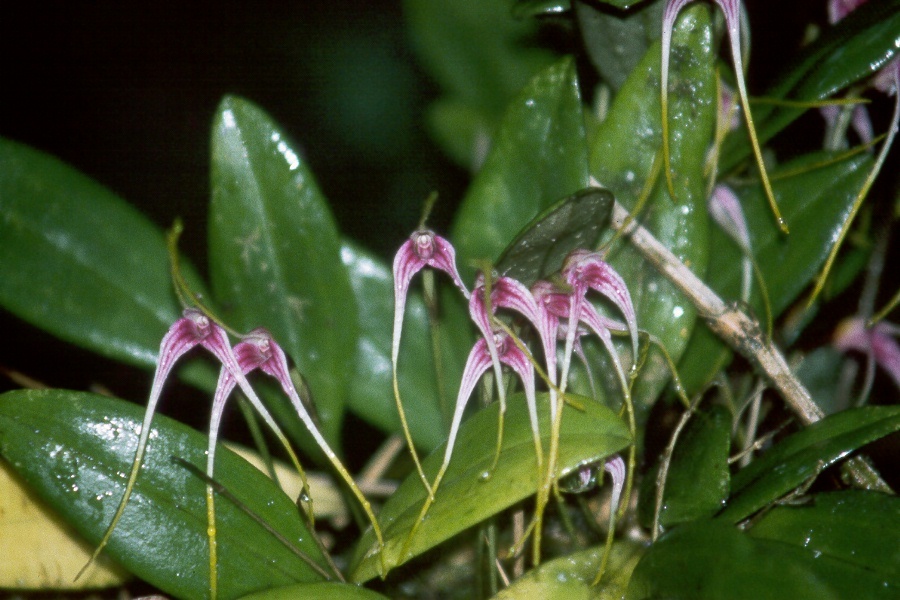 Masdevallia picta image