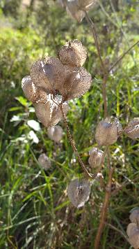 Nicandra physalodes image