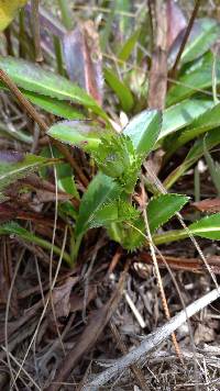 Image of Eryngium foetidum