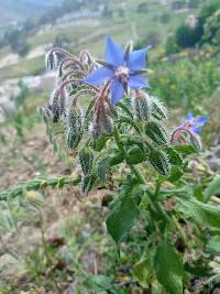 Borago officinalis image