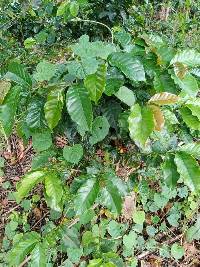 Coffea arabica image