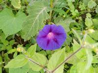 Ipomoea purpurea image