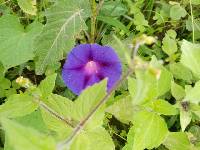 Ipomoea purpurea image