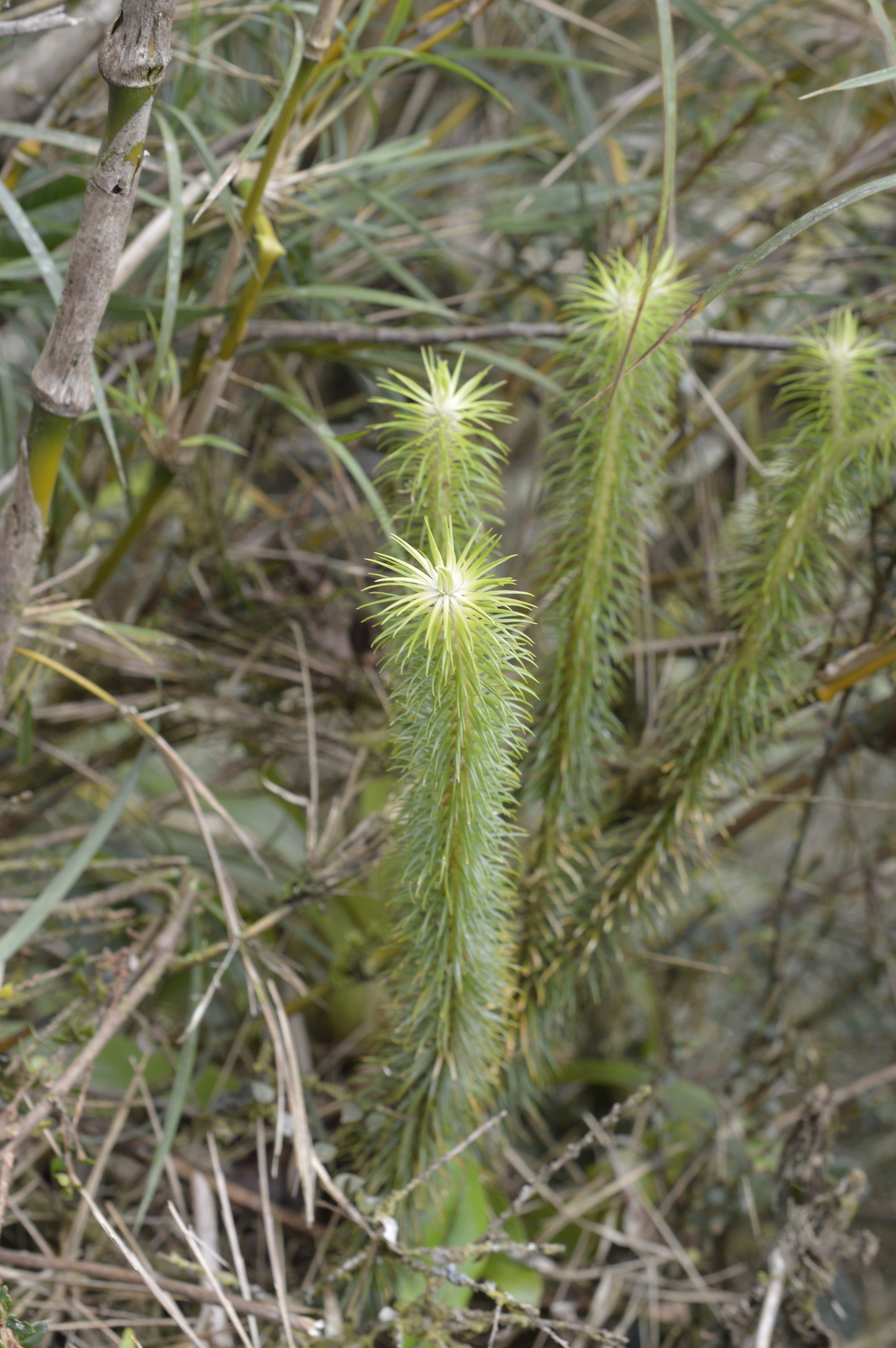 Phlegmariurus hippurideus image