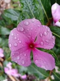 Catharanthus roseus image