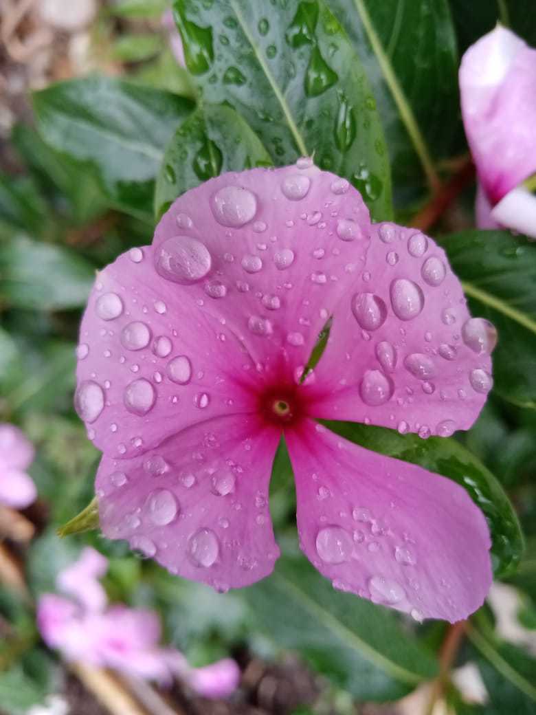 Catharanthus roseus image