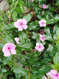 Catharanthus roseus image