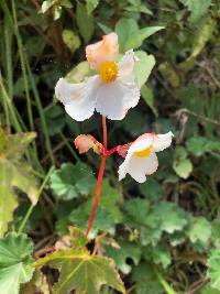 Begonia acerifolia image