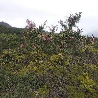 Coursetia grandiflora image