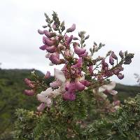 Coursetia grandiflora image