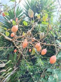 Solanum betaceum image