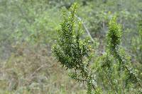 Clinopodium taxifolium image