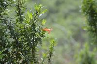 Clinopodium taxifolium image