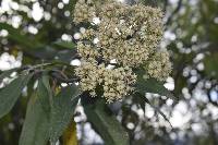 Baccharis latifolia image