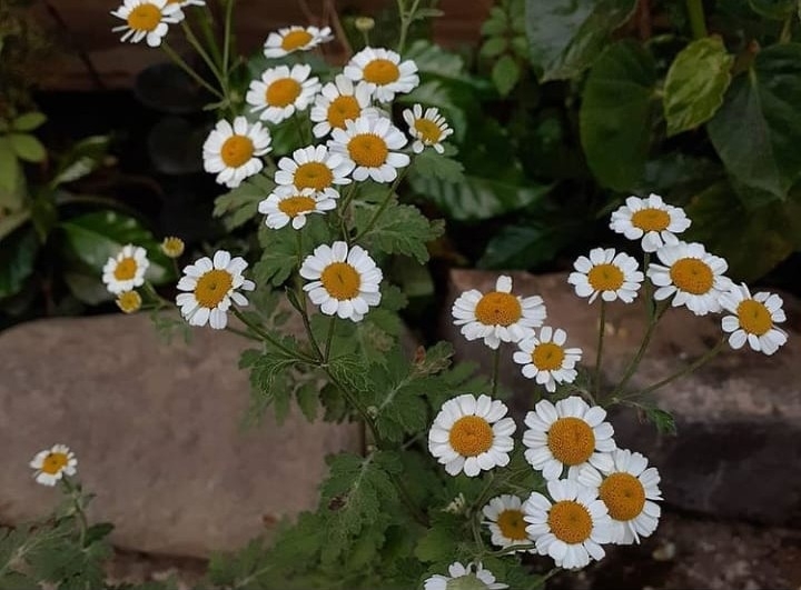 Tanacetum parthenium image