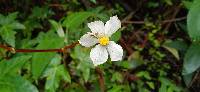 Begonia acerifolia image