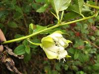 Passiflora edulis image