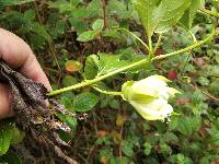 Passiflora edulis image