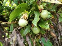 Passiflora edulis image