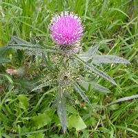 Cirsium vulgare image