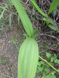 Bletia purpurea image