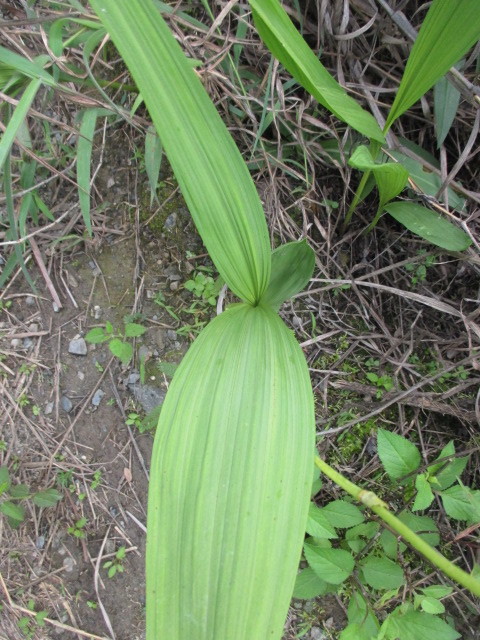 Bletia purpurea image