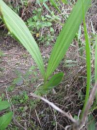 Bletia purpurea image