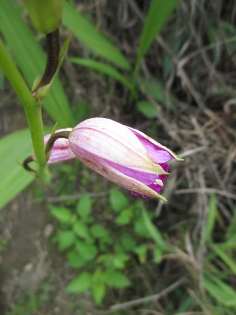 Bletia purpurea image