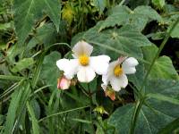 Begonia acerifolia image