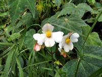 Begonia acerifolia image