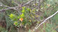 Clinopodium taxifolium image