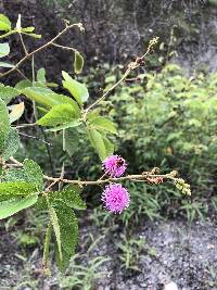 Mimosa albida image