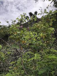 Mimosa albida image