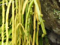 Image of Rhipsalis micrantha