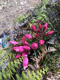 Bejaria resinosa image