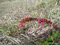 Vaccinium crenatum image