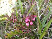 Vaccinium crenatum image