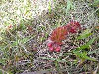 Vaccinium crenatum image