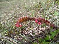 Vaccinium crenatum image