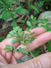 Phyllanthus tenellus image