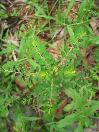 Phyllanthus tenellus image