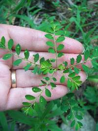 Phyllanthus tenellus image