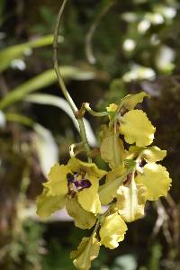 Cyrtochilum macranthum image