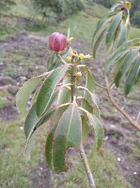 Euphorbia laurifolia image